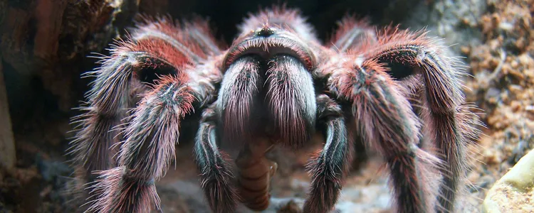Tarantula