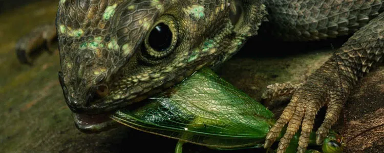 Gušter jede zelenog insekta