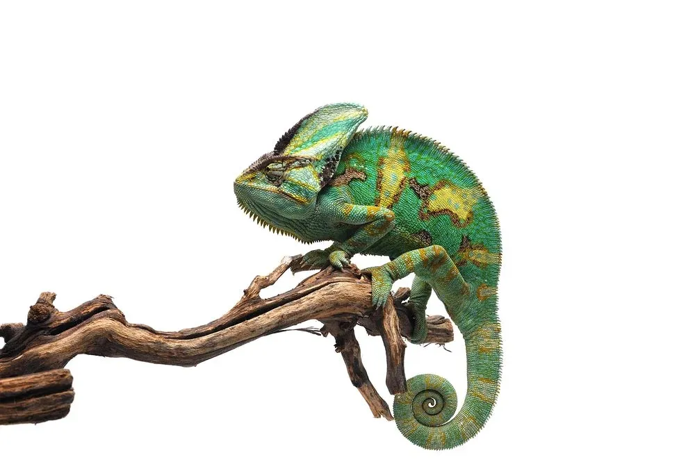 Kameleon