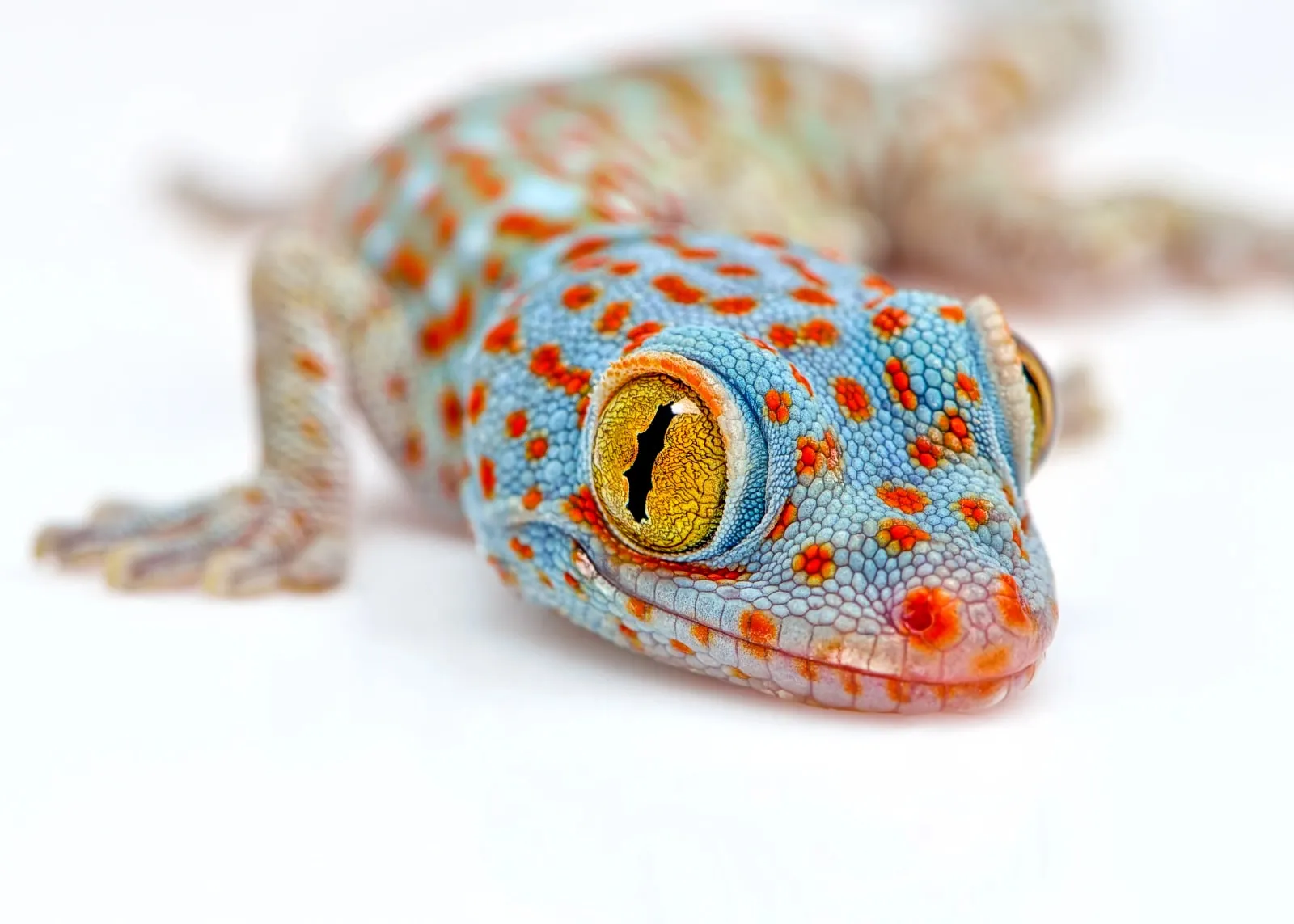 Tokaj gekon (Gekko gecko)