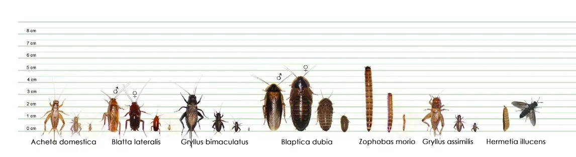 Tabela veličina insekata (Acheta domestica, Blatta lateralis, Gryllus bimaculatus, Blaptica dubia, Zophobas morio, Gryllus assimilis, Hermetia illucens) sa lenjirom u centimetrima