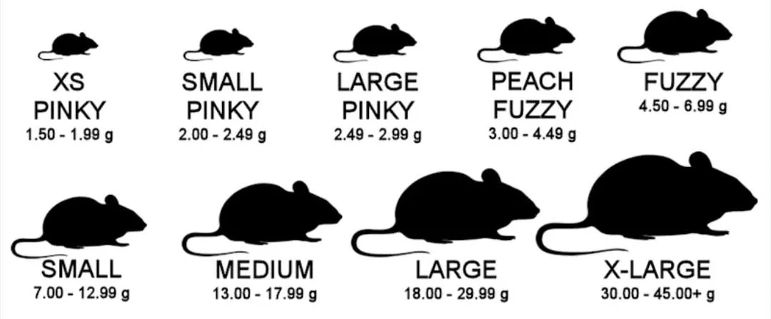 Tabela veličina miševa — XS pinki, small pinki, large pinki, peach fuzzy, fuzzy, small, medium, large, X-large, sa težinom u gramima