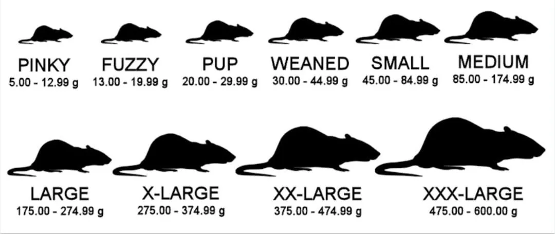 Tabela veličina pacova — pinki, fuzzy, pup, weaned, small, medium, large, X-large, XX-large, XXX-large, sa težinom u gramima